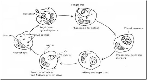 Biology Notes (HKAL): Cellular Transport